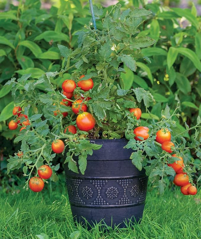 Burpee 'Bush Early Girl' Hybrid Slicer Tomato | 30 Seeds