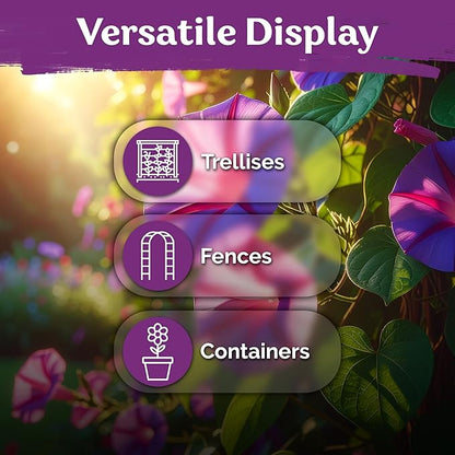 KVITER 150 Scarlett O'Hara Morning Glory Seeds for Planting (Ipomoea Nil) – Red Morning Glory Vine Seed Packets – Non GMO Heirloom Flower Seeds to Plant Outside Home Garden, Containers, Trellises