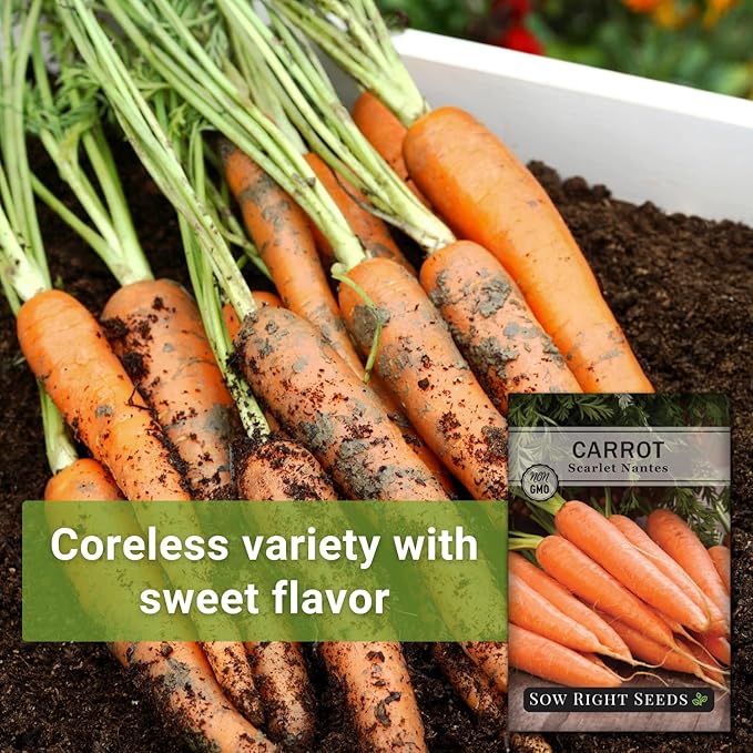 Sow Right Seeds - Scarlet Nantes Carrot Seed for Planting - Non-GMO Heirloom Packet with Instructions to Plant a Home Vegetable Garden - Indoors or Outdoor - Sweet and Vibrant Variety (2)