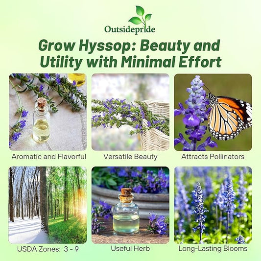 Outsidepride Blue Hyssop Seeds for Planting - 2000 Pcs Perennial Herb Garden Seeds with Fragrant Blooms Attractive to Pollinators, for Small Gardens, Containers, & Xeriscaping