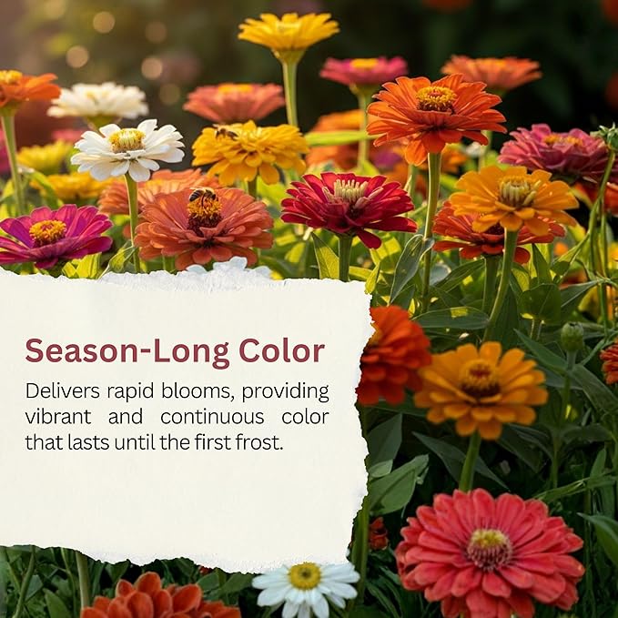 California Giants Zinnia Mix – 4,000+ Seeds – 1 oz Bulk Extra Large Resealable Packet – Premium Heirloom Zinnia elegans Seeds with Giant Blooms in Vibrant Colors