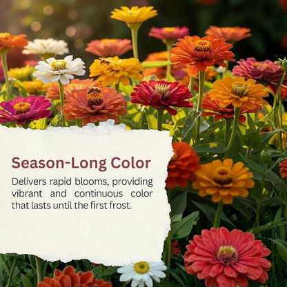 California Giants Zinnia Mix – 4,000+ Seeds – 1 oz Bulk Extra Large Resealable Packet – Premium Heirloom Zinnia elegans Seeds with Giant Blooms in Vibrant Colors