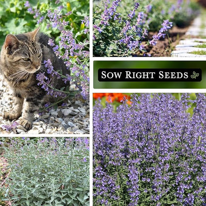 Sow Right Seeds - Catmint Seeds for Planting - Perennial Cat Mint Plant - Easy to Grow Nepeta for Attractive Garden - Ideal for Pollinators - Heirloom Non-GMO Variety - Indoor or Outdoor Growing (4)