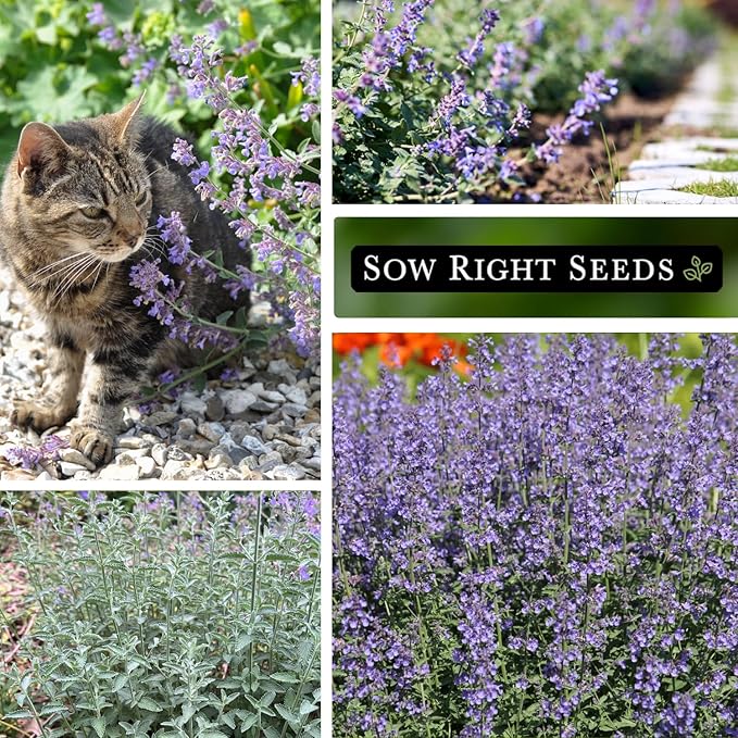 Sow Right Seeds - Catmint Seeds for Planting - Perennial Cat Mint Plant - Easy to Grow Nepeta for Attractive Garden - Ideal for Pollinators - Heirloom Non-GMO Variety - Indoor or Outdoor Growing (2)