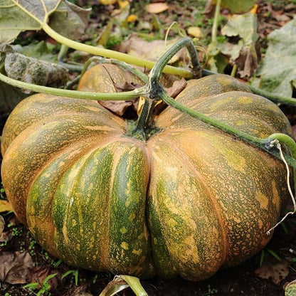 Eden Brothers Pumpkin Seeds - Fairytale Non-GMO Seeds for Planting, 1 Pound | High-Yielding, Fast Growing Vegetable Seeds, Plant During Warm Season, Zones 3, 4, 5, 6, 7, 8, 9, 10