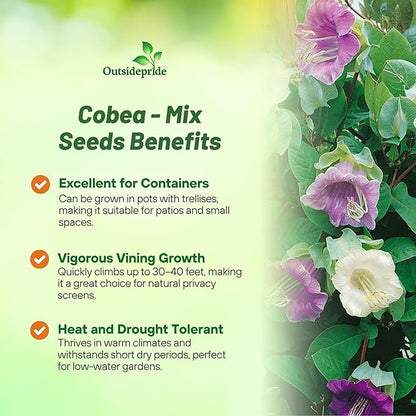 Outsidepride Mix Cobea Cup and Saucer Vine Seeds - 200 Pcs Perennial Climbing Vine Flower Seeds with Lush Foliage & Large Flowers That Attract Pollinators, for Fences, Trellises, or Walls