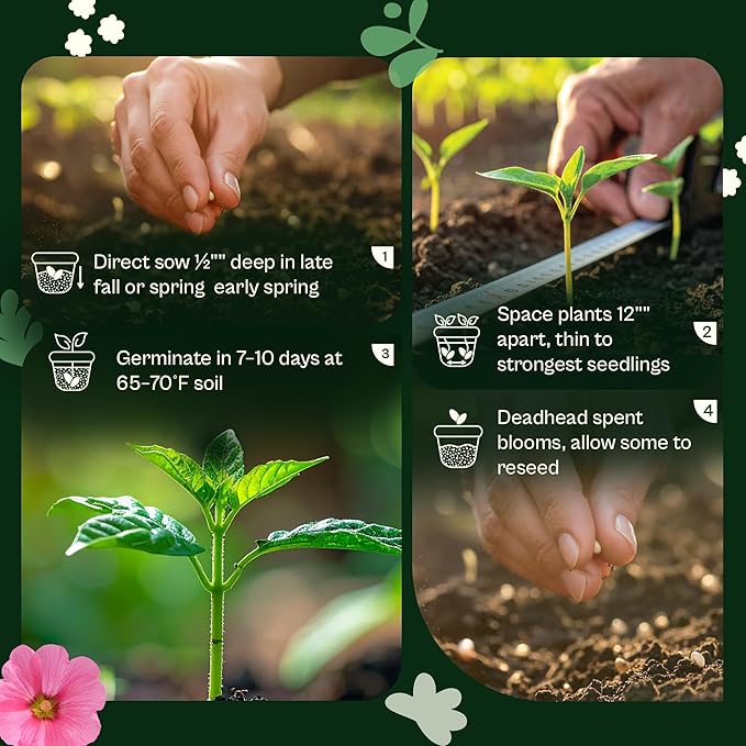 SVI 800 Bachelor Button Seeds for Planting (Centaurea cyanus) – Cornflower, Wildflower Mix Seed Packets – Heirloom Flower Seeds to Plant Outside in Garden, Borders, and Containers