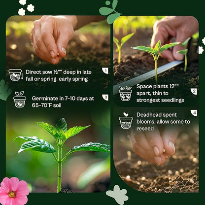 SVI 800 Bachelor Button Seeds for Planting (Centaurea cyanus) – Cornflower, Wildflower Mix Seed Packets – Heirloom Flower Seeds to Plant Outside in Garden, Borders, and Containers