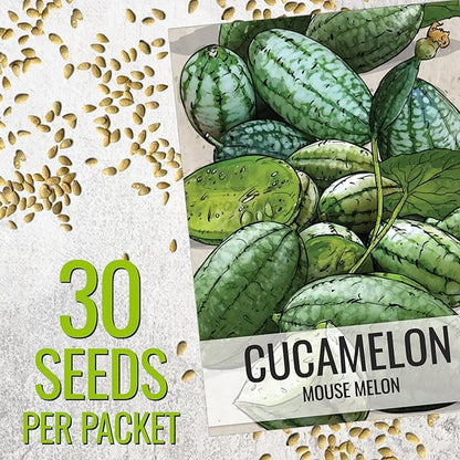 Seed Needs Cucamelon Seeds for Planting Mexican Sour Gherkin Miniature Mouse Melons - Non-GMO Heirloom & Untreated - Grow a Home Grown Indoor Outdoor Vegetable Garden (5 Packs)