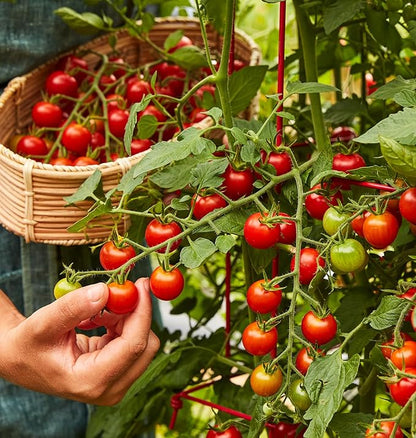 Burpee 'Super Sweet 100' Hybrid, Cherry Tomato, 50 Non-GMO Seeds