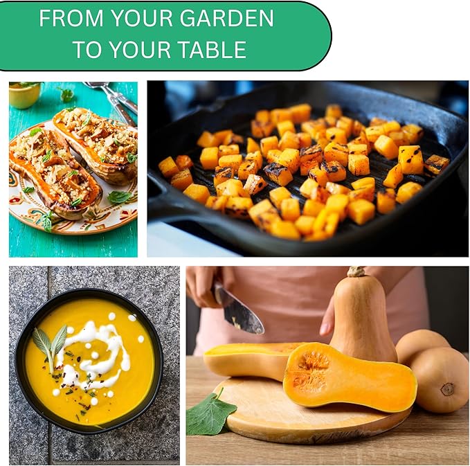 Waltham Winter Butternut Squash Seeds for Planting – Heirloom, Non-GMO Butternut Squash Seeds for Home Gardens, Sweet Winter Squash for Cooking | Woods Creek Seeds