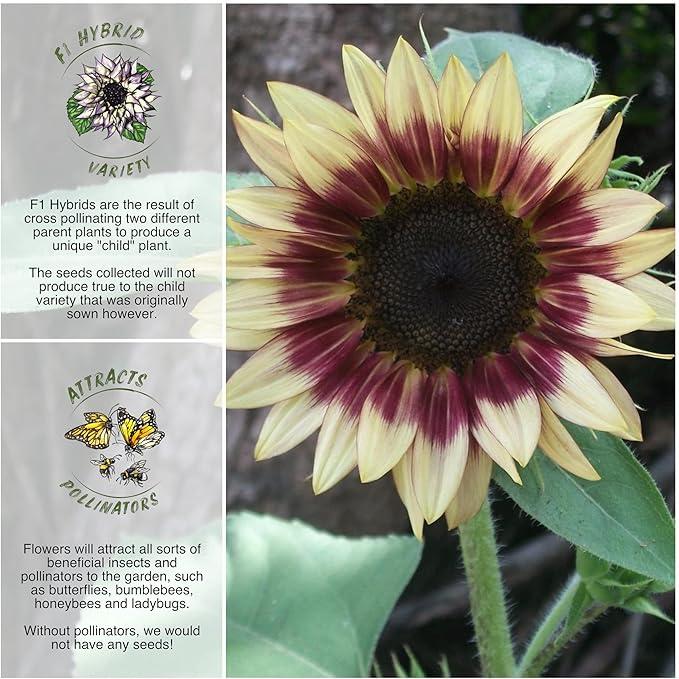 Seed Needs Sunflower Seeds for Planting Cherry Rose Sunflowers - Hybrid Flowers with Unique Bi-Colors for an Outdoors Flower Garden - Great for Cut Flowers in Bouquets & Floral Arrangements (1 Pack)