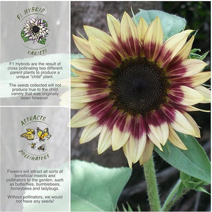 Seed Needs Sunflower Seeds for Planting Cherry Rose Sunflowers - Hybrid Flowers with Unique Bi-Colors for an Outdoors Flower Garden - Great for Cut Flowers in Bouquets & Floral Arrangements (1 Pack)