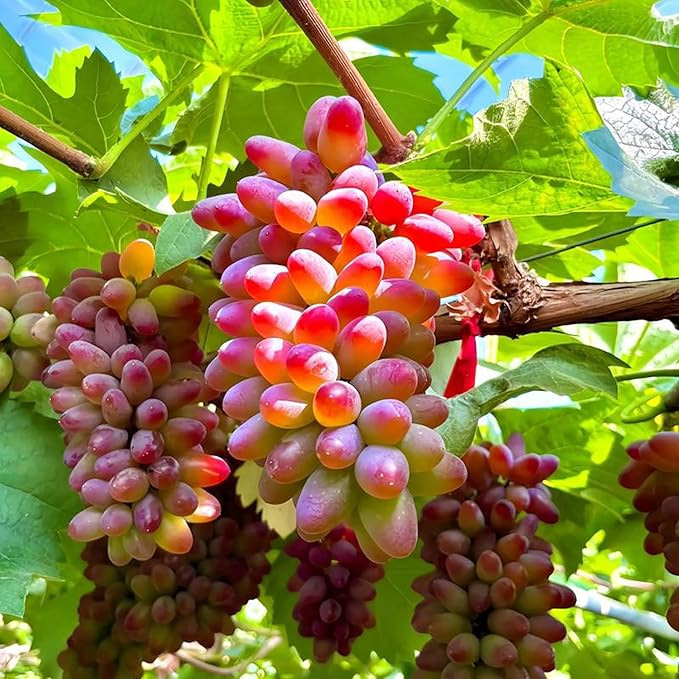 Dwarf Finger Grapes Seeds for Planting Outdoor, 200pcs Sweet Orangic Grape Tree Fruit Seeds Non-GMO Heirloom Plants, Delicious Juicy Plants in Your Home Garden