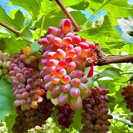 Dwarf Finger Grapes Seeds for Planting Outdoor, 200pcs Sweet Orangic Grape Tree Fruit Seeds Non-GMO Heirloom Plants, Delicious Juicy Plants in Your Home Garden