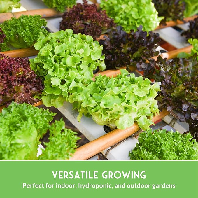 Lettuce Seeds for Planting | 10 Heirloom Lettuces – Buttercrunch, Romaine, Iceberg, Oakleaf, Simpson, Salad Bowl, Lolla Rossa & More | Survival Garden Seeds