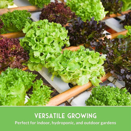 Lettuce Seeds for Planting | 10 Heirloom Lettuces – Buttercrunch, Romaine, Iceberg, Oakleaf, Simpson, Salad Bowl, Lolla Rossa & More | Survival Garden Seeds