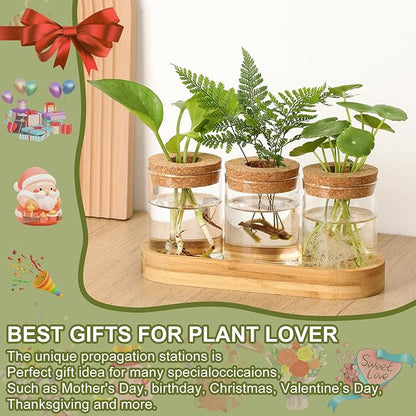 3Pcs Propagation Stations, Plant Terrarium with Lid and Wooden Stand,Desktop Glass Planter Hydroponics Vase,Home Office Living Room Decor Gifts