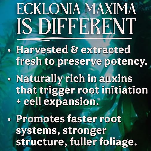 Organic Liquid Kelp & Seaweed Extract (Ecklonia Maxima) Plant Super Food - Indoor Houseplant Fertilizer - Organic Fertilizer for Flowers, Seedlings & Gardens - 12oz Treats 75 Gallons