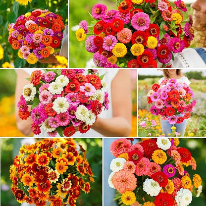 Eden Brothers Zin Master Flower Mixed Seeds for Planting, 5 lb, 2,400,000+ Seeds with California Giant, Mexican, Lilliput Zinnia | Attracts Pollinators, Plant in Spring, Zones 3, 4, 5, 6, 7, 8, 9, 10