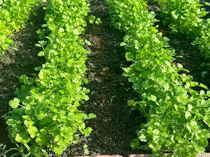 1000+ Organic Cilantro Seeds – Ngò Rí, Coriander, Chinese Parsley – Non-GMO, Heirloom, Made in USA – Herb Seeds for Yard & Garden