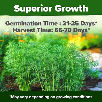 HOME GROWN Dill Seeds 2 Pack (Anethum Graveolens) - 2028 Non-GMO Heirloom Herb Seeds for Planting Indoors or Outdoors, High Germination, Ideal for Herb Gardens, Pots, and Cooking Flavorful Dishes