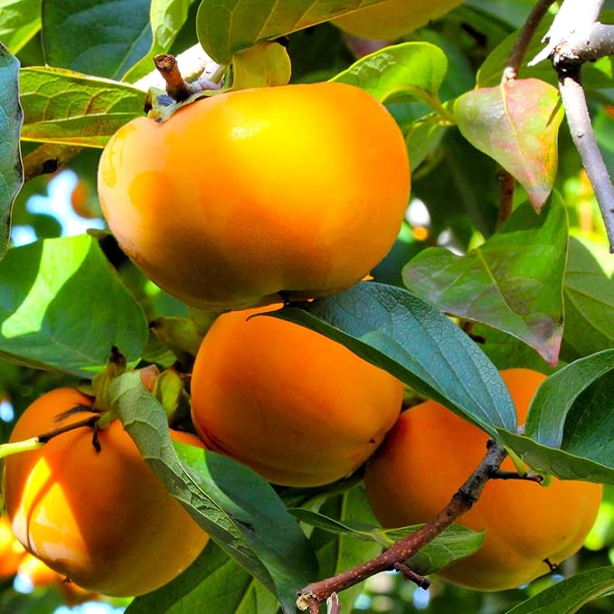TomorrowSeeds - Japanese Persimmon Tree Seeds - 30+ Count - for 2026 Planting Diospyros Kaki Fuyu Hachiya Asian Chinese Oriental Sharon Perennial Fruit Grow Your Own Home Farm Patio Healthy