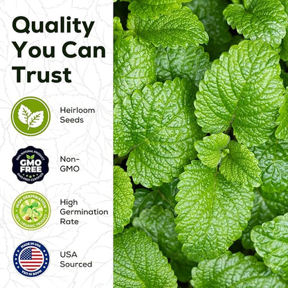 Mint Seeds for Planting - 3500 Spearmint Seeds, Non-GMO & Heirloom Perennial Herb Seeds for Indoor/Outdoor Herb Garden, Tea, Cocktails (1 Pack)