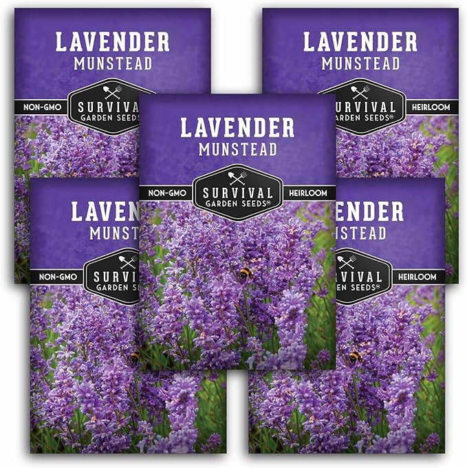 Munstead English Lavender Seeds for Planting – Compact Dwarf Hardy Perennial Herb for Indoor or Outdoor Gardens, Culinary & Fragrant Pollinator Flower - Survival Garden Seeds (5 Packs)