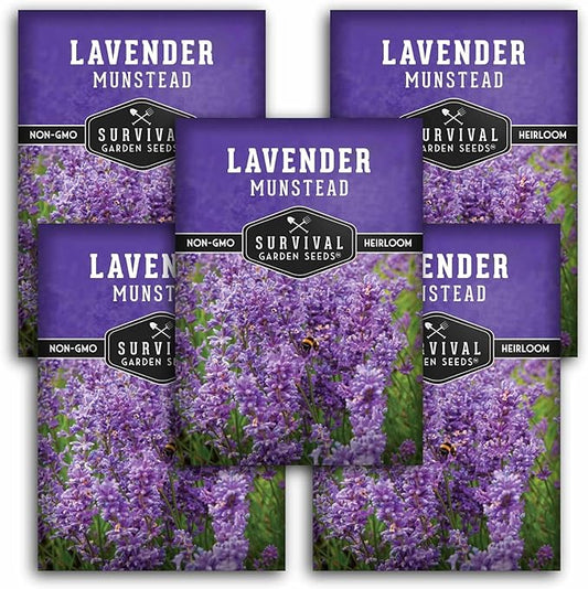Munstead English Lavender Seeds for Planting – Compact Dwarf Hardy Perennial Herb for Indoor or Outdoor Gardens, Culinary & Fragrant Pollinator Flower - Survival Garden Seeds (5 Packs)