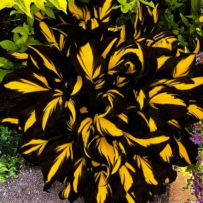 Mixed Hosta Seeds Collection(300+ Seeds),Variegated & Blue Foliage Shade Plants,Giant to Dwarf Perennial Ground Cover Seeds for Low Maintenance Garden