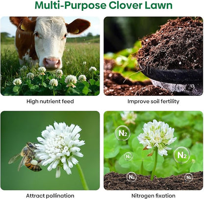 Perennial White Dutch Clover Seeds for Lawn, 2 lbs, Ground Cover Clover, Nitrocoated and Inoculated Seeds, Attracts Pollinators