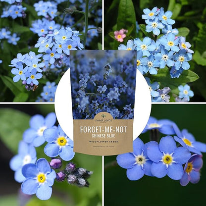 Chinese Forget Me Not Wildflower Seeds - Bulk 1/4 Pound Bag - Over 22,000 Open Pollinated Seeds - Blue Cynoglossum amabile