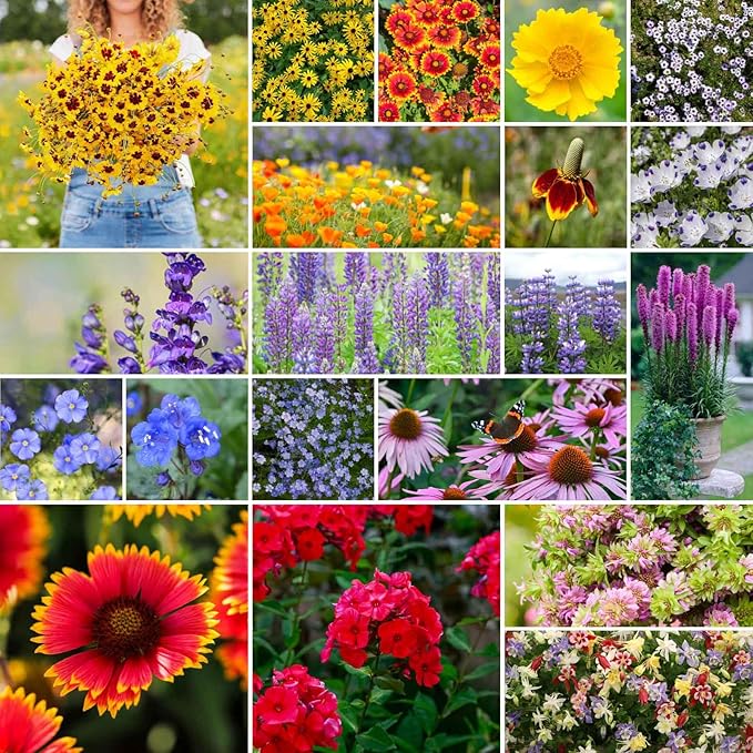 Eden Brothers North American Native Wildflower Mixed Seeds for Planting, 1 lb, 480,000+ Seeds with Birds Eyes, Lupine | Attracts Pollinators, Plant in Spring or Fall, Zones 3, 4, 5, 6, 7, 8, 9, 10