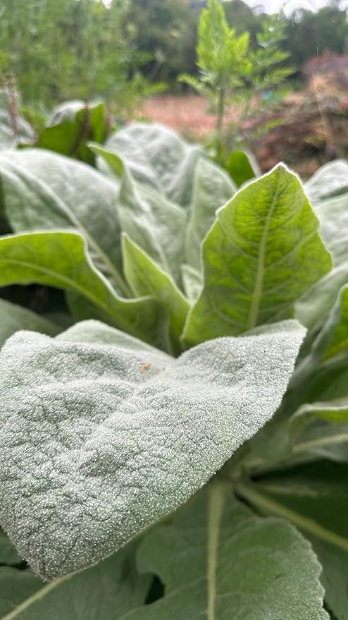 Plant Good Seed Organic Common Mullein Seeds for Planting: Medicinal Tea Herb, Yellow Flowers - 250 Seed Packet