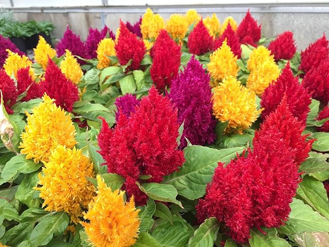 Seeds Plumed Cockscomb Mix/Celosia/Includes Variety Crested West Indian Toreador/Annual Flowers