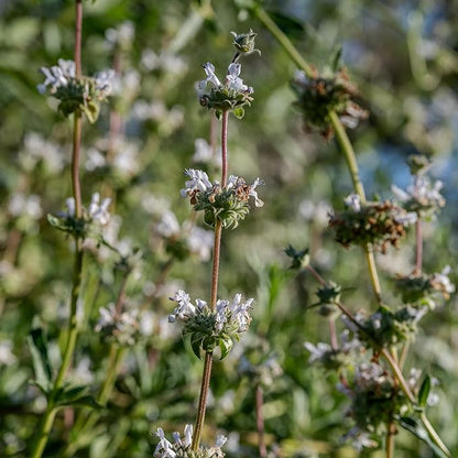 Plant Good Seed California Natives Seeds for Planting - 8 Packet Collection - Sage, Yarrow, Nettle, Poppy, Lupine, Mugwort, Hyssop - Wildflower Variety Pack