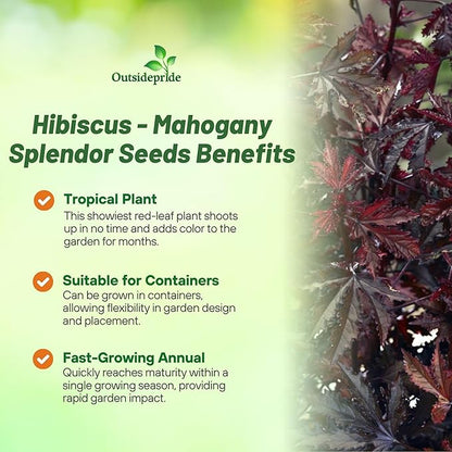 Outsidepride Mahogany Splendor Hibiscus Seeds - 10 Pcs Perennial Flower Seeds for Planting Pollinator-Friendly, Elegant & Dense Deep Burgundy Foliage for Containers, Pots, & Garden Spaces