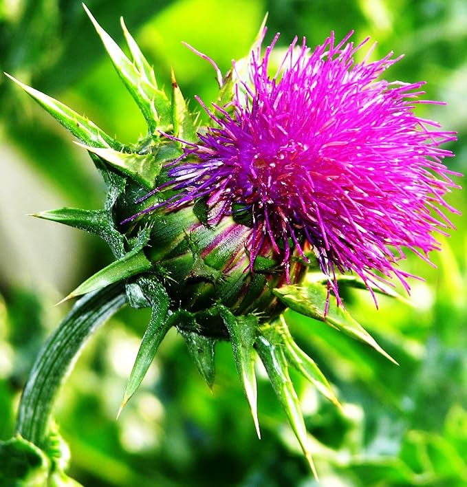 Seeds Milk Thistle/Blessed Milkthistle/Purple Blessed/Non GMO/Heirloom