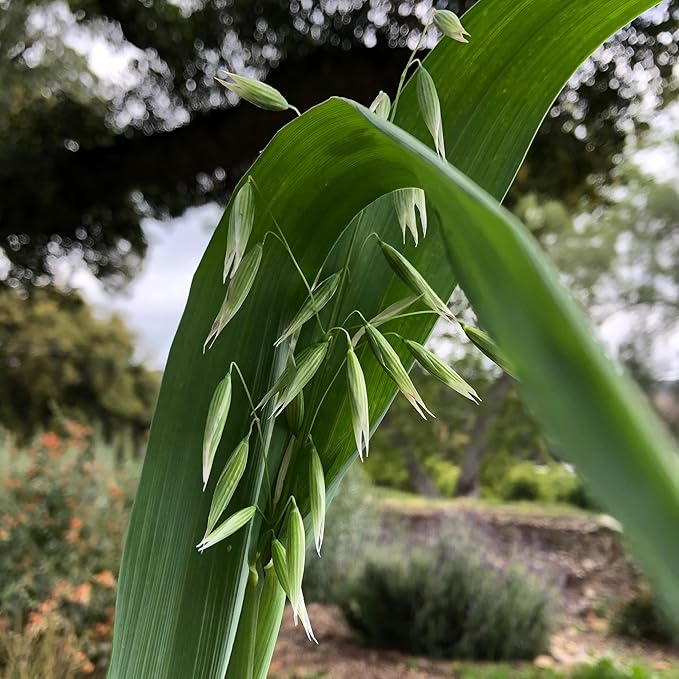 All Good Things Organic Common Oat Seeds for Planting: Cover Crop, Whole Hull Grains - 275 Seed Packet