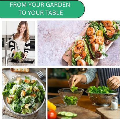 Summer Bibb Lettuce Seeds for Planting – Heirloom, Heat Tolerant Bibb Lettuce Seeds, Loose Leaf Salad Lettuce for Home Gardens & Hydroponics | Woods Creek Seeds