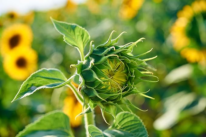 Mammoth Sunflower Seeds for Planting - Grow Giant Sun Flowers in Your Garden - 50 Non GMO Heirloom Seeds - Full Planting Instructions for Easy Grow - Great Gardening Gifts (3 Packets)