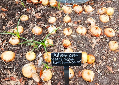 TomorrowSeeds - Texas 1015Y SuperSweet Onion Seeds - 400+ Count & 1000+ Burgundy Red Onion - for 2026 Planting Official Texas State Vegetable Granex Sweet Candy Short Day Garden Heirloom Onions