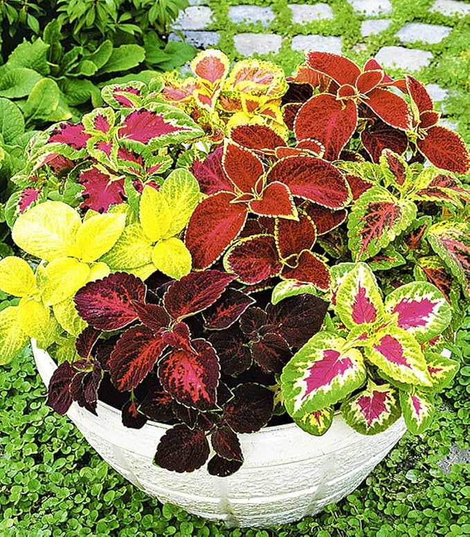 Seeds Coleus Exotic Mix/Perennial Flowers