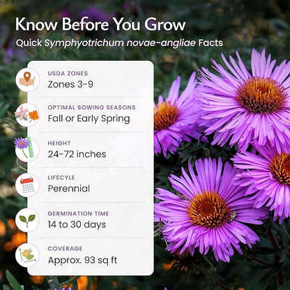 Created By Nature, New England Aster Seeds, Pink and Purple Perennial Flower Seeds, Non-GMO, Pollinator Friendly, 2,500 Seeds, Covers Up to 93 sq. ft. (Symphyotrichum novae-angliae)