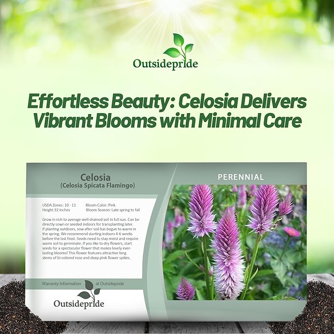 Outsidepride Spicata Celosia Seeds - 1000 Pcs Perennial Tall Weather-Resistant Flower Seeds for Planting Vibrant Plumes, Great for Containers, Borders, Pollinator-Friendly Gardens & House Plants