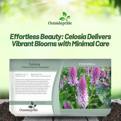 Outsidepride Spicata Celosia Seeds - 1000 Pcs Perennial Tall Weather-Resistant Flower Seeds for Planting Vibrant Plumes, Great for Containers, Borders, Pollinator-Friendly Gardens & House Plants