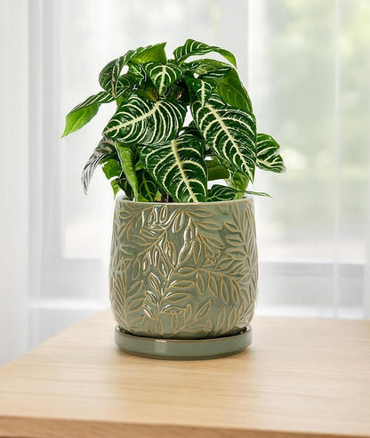 D'vine Dev 6 Inch Embossed Leaves Stoneware Planter Pot with Drainage Hole and Saucer, Olive, 27-A-X-0