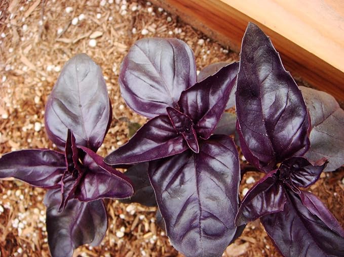 Seeds Basil Purple Leaf Opal Indoor Vegetable for Planting Heirloom Non GMO - 500 Seeds