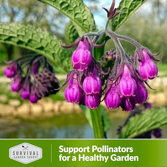 Comfrey Seeds for Planting - Symphytum Officinale Medicinal Perennial Herb for Compost Tea & Natural Skincare - True Slippery Root Non-GMO Heirloom - Survival Garden Seeds (1 Pack)